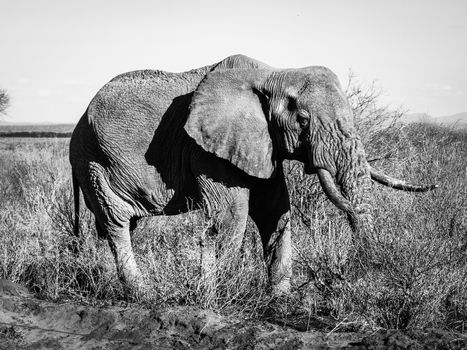 Old wrinkled elephant standing in african bush