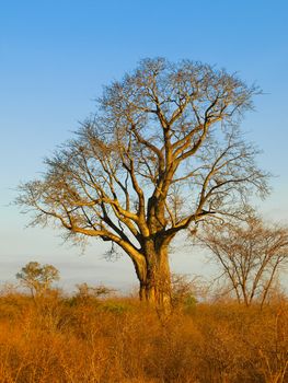 Giant baobab tree in african evening sunset