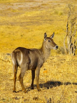 Young waterbuck in evening sunshine of african savannah