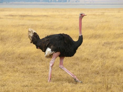 Ostrich walk in savannah of african national park