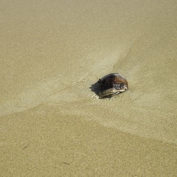 Coconut washed away on a sand beach
