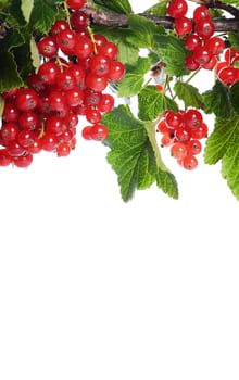 The red currant isolated on white background