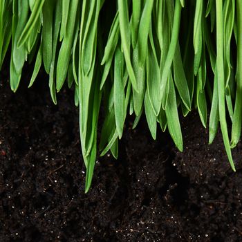 Green grass with a ground close up