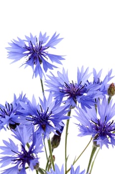 The beautiful cornflower isolated on white background