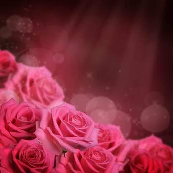 The pink beautiful rose as a background