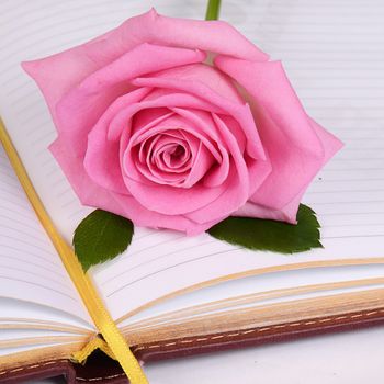 The rose on the book close up