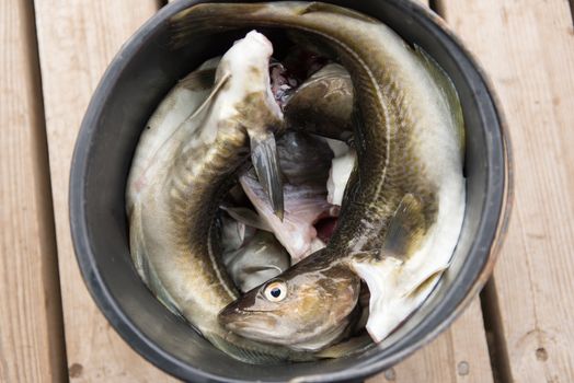 Fresh caugth cod in a black bucket on wooden planks