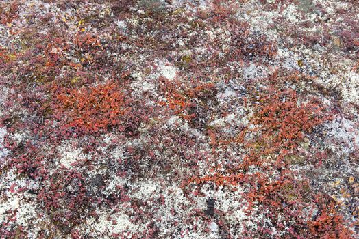 Background of arctic tundra vegetation with lichen, dwarf birch and mosses