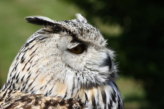 a portrait of a beautiful eagle owl (Bubo bubo)