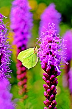 Common brimstone (gonepteryx rhamni) butterfly sitting on a purple flower.