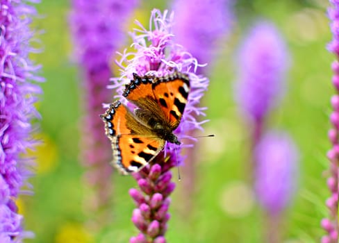 Small tortoiseshell (aglais urticae ) butterfly sitting on a purple flower.