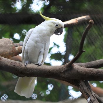 white sulphur crested cockatoo cacatua galerita