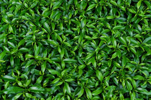 Green leaves wall background and leaves texture.