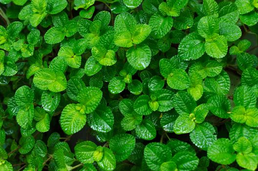 Fresh green leaves in the forest.