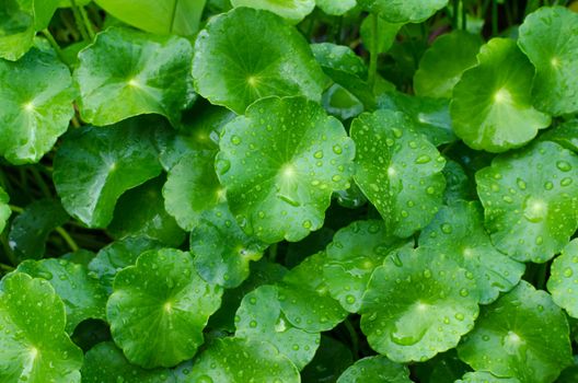 Fresh green leaves in the forest.