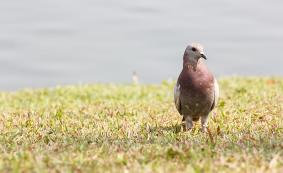 Pigeon on grass in the park