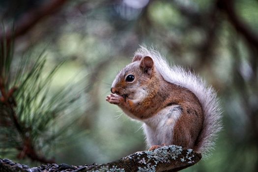 Image of a cute squirrel in a tree eating seeds