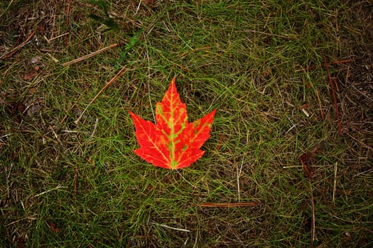 Image of a single bright red maple leaf on top of green grass.