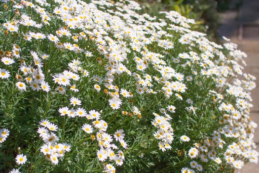 Pretty summer field carpeted with wild daisy's. Shallow depth of field.