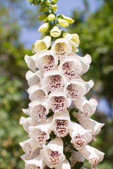 Foxglove - Isolated while bell-shaped flowers on a white background - Digitalis purpurea. The leaves of the Foxglove are also used as an herbal medicine.