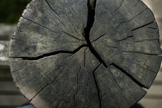 Tree rings are counted to determine the age of a tree.