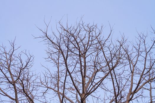 Branch of dead tree on sky.