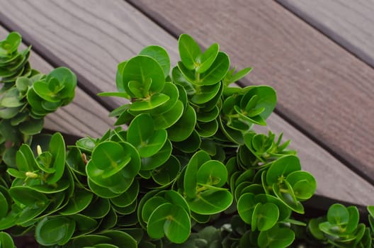 Little plant on wood background