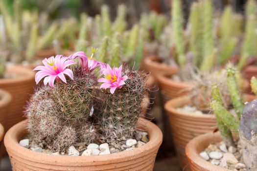 Pink Flowers of Cactus in Flowerpot