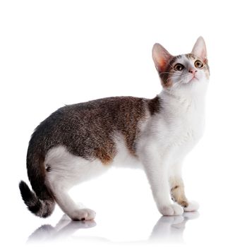 Multi-colored small kitten. Kitten on a white background. Small predator. Small cat.