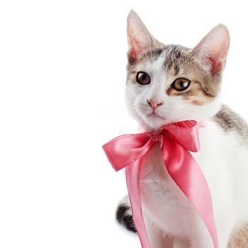 Kitten with a bow. The kitten with a pink tape. Multi-colored small kitten. Kitten on a white background. Small predator. Small cat.