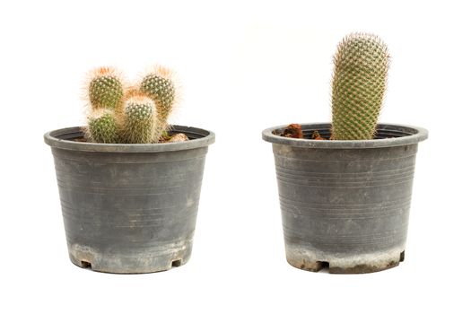 Two cactus in flowerpot isolated on white background
