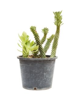 Ornamental Hemp Cactus in Flowerpot Isolated on White Background