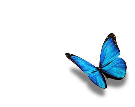 Blue butterfly, isolated on white