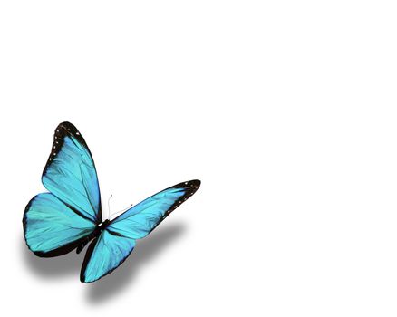 Blue butterfly, isolated on white background