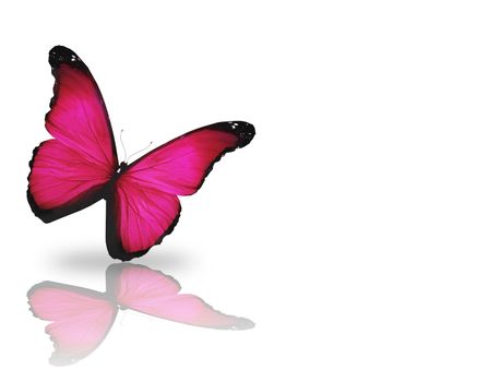 Bright pink butterfly, isolated on white background