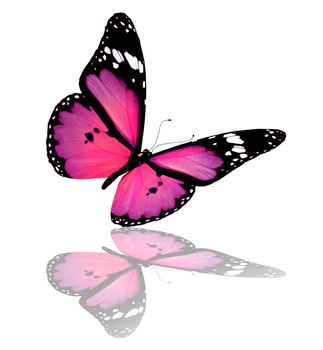 Pink-violet butterfly, isolated on white