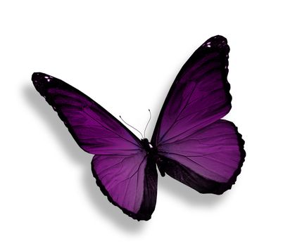 Dark violet butterfly, isolated on white