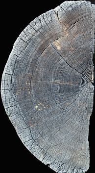 isolated half of the old wood slice texture 