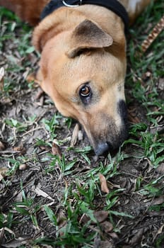 Dog head with grass background