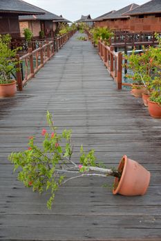 tree pot lean by storm on wooden bridge