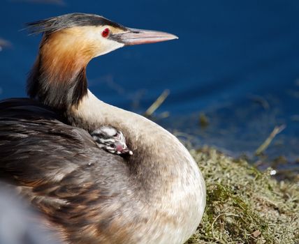Crested grebe duck, podiceps cristatus, and baby floating on nest