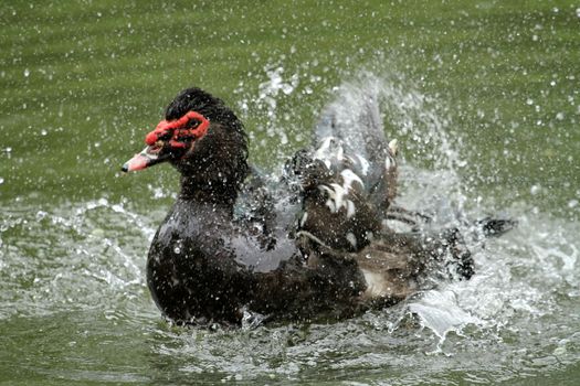 Black muscovy duck, cairina moschata moving in the water