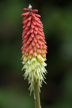 Close up on tritoma, red hot poker, torch lily or knofflers or poker plant, kniphofia