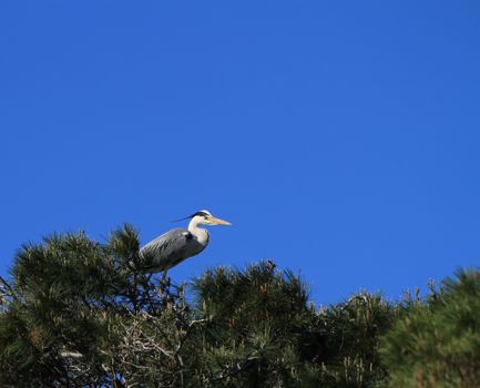 Grey heron, ardea cinerea, in a tree in Camargue, France