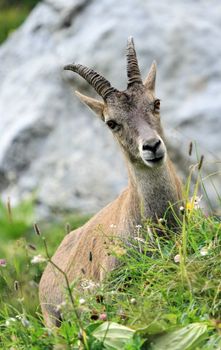 Female wild alpine ibex, capra ibex, or steinbock portrait in Alps mountain, France