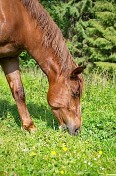 Brown horses grazing green grass
