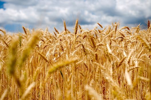 Wheat field with cloudy blue sky