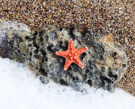red starfish close up on the beach