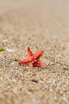 red starfish close up on the beach