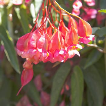 Bomarea red flowers in clusters, focus on flowers